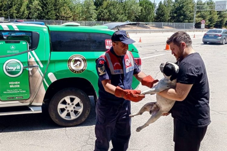 Havsa’da jandarma yaralı köpeği kurtardı